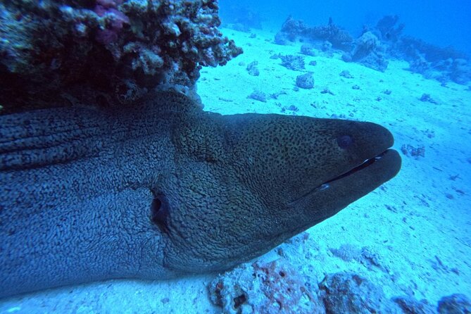 Intro Diving Beginner and Discover Red Sea Underwater - Marine Life Encounters