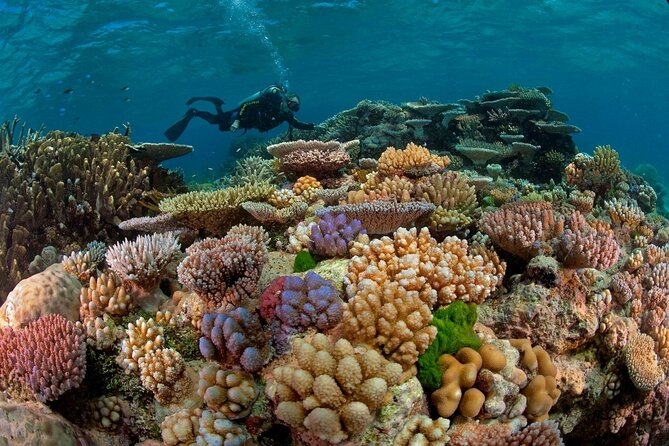 Intro Diving for Beginners 2 Stops Diving With Lunch in Hurghada - Two Diving Stops