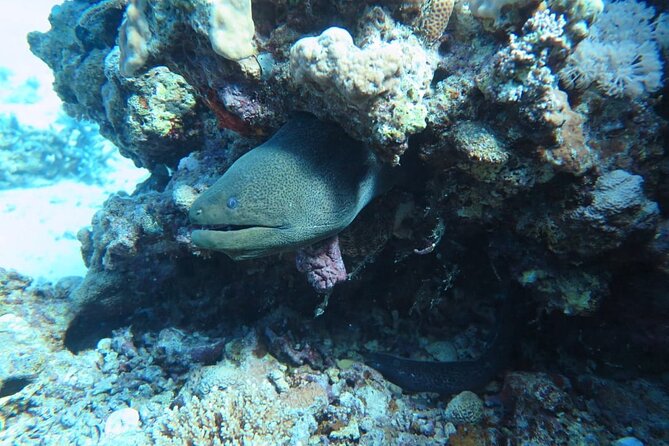 Intro Scuba Diving - Lunch and Environment Taxes
