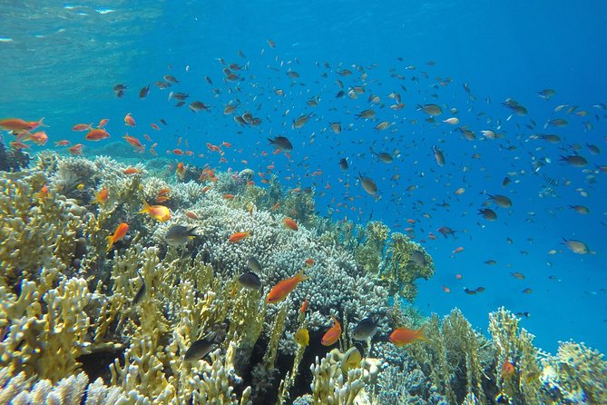 Intro Scuba Diving - Participation Requirements and Limitations