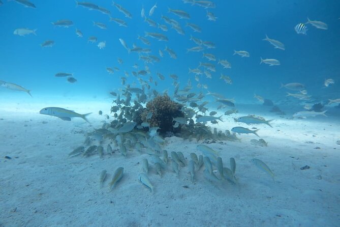 Intro Scuba Diving - Recommended for Travelers