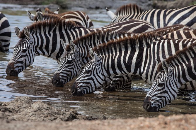 Introducing Kenya Safari Package - Key Points