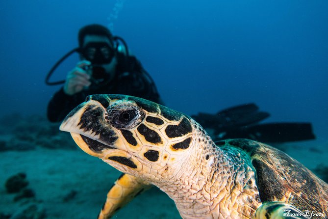 Introduction Diving at Coral Reef With Instructor - 40 Minutes - Key Points