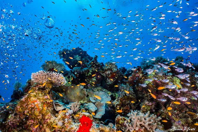 Introduction Diving at Coral Reef With Instructor - 40 Minutes - Preparing for the Adventure