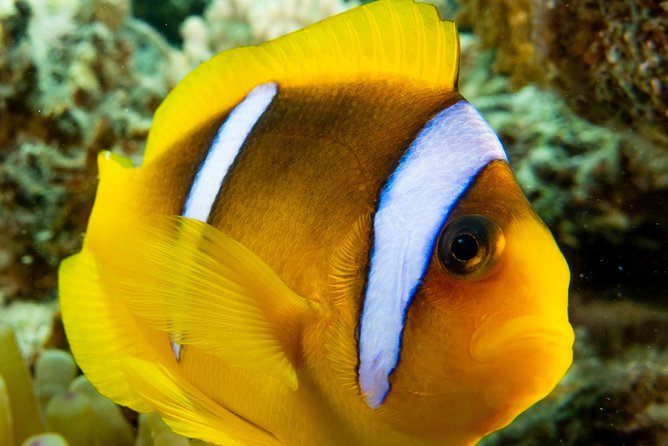 Introduction Diving at Coral Reef With Instructor - 40 Minutes - Exploring the Coral Reef