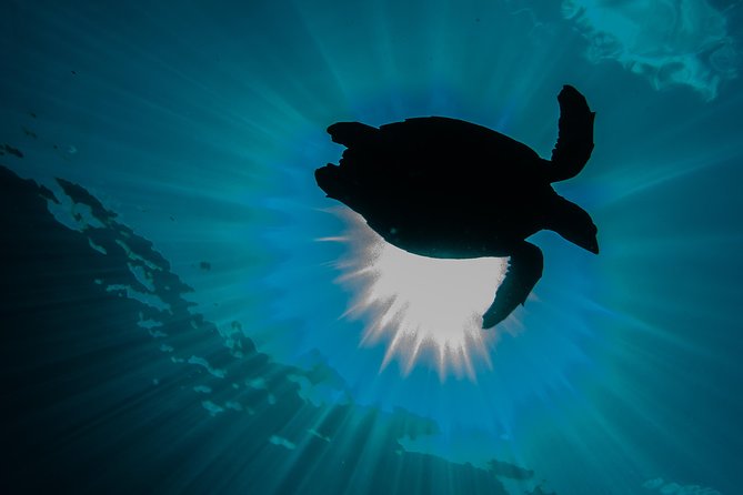 Introduction Diving at Coral Reef With Instructor - 40 Minutes - Safety Precautions and Guidelines