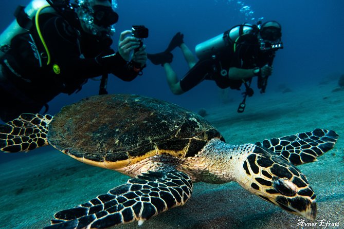 Introduction Diving at Coral Reef With Instructor - 40 Minutes - Who Should Participate?