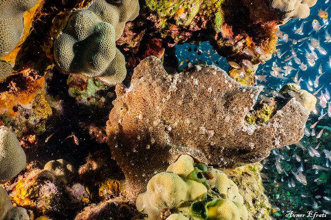 Introduction Diving at Coral Reef With Instructor - 40 Minutes - Customer Reviews and Ratings