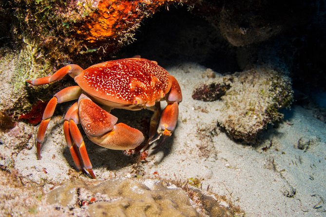 Introduction Shore Dive With Scubaçao (1 Dive) - Personalized Instruction and Safety
