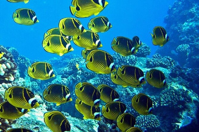 Introductory Beach Scuba Dive - Health and Safety Requirements