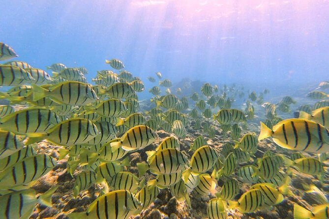 Introductory Beach Scuba Dive - Instructor Qualifications