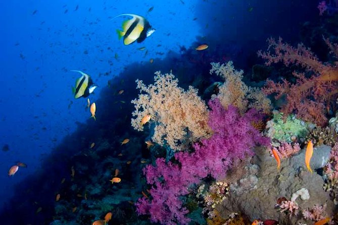 Introductory Dive in Eilat - Instruction and Safety Protocols