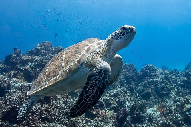 Introductory Diving Class in the Cozumel Reefs - Aqua Divers Cozumel: Your Guides