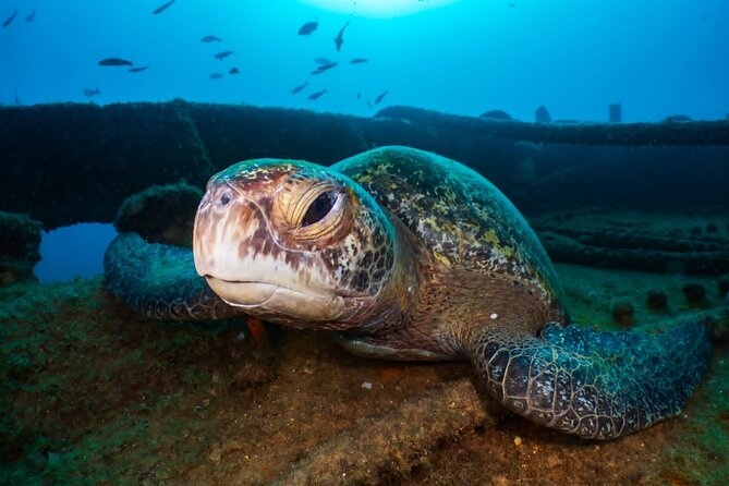 Introductory Diving Class in the Cozumel Reefs - Diving Class Schedule and Duration