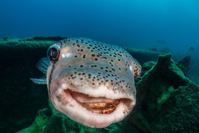 Introductory Diving Class in the Cozumel Reefs - Health and Safety Considerations