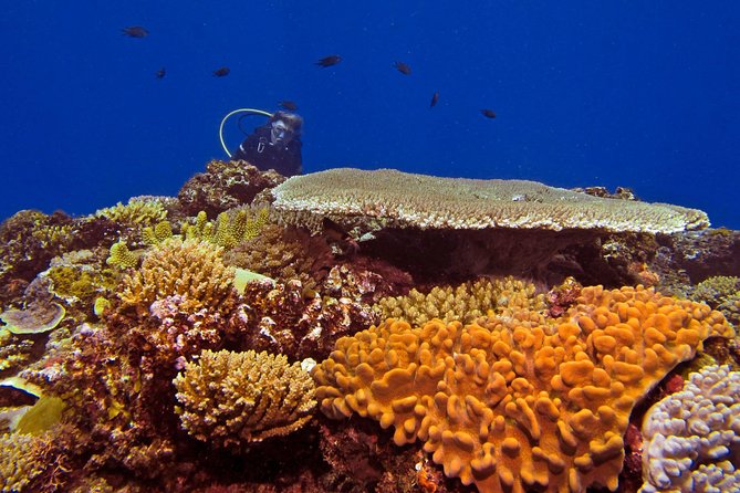 Introductory Scuba Dive Experience and Create Awesome Holiday Memory Moments - Diverse Marine Life Encounters