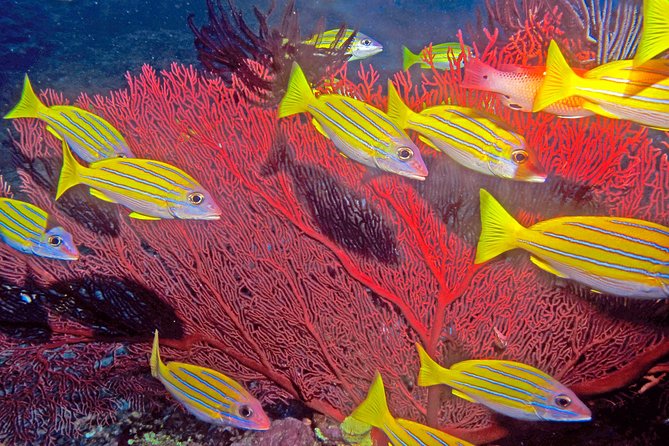 Introductory Scuba Dive Experience and Create Awesome Holiday Memory Moments - Policies and Booking Information