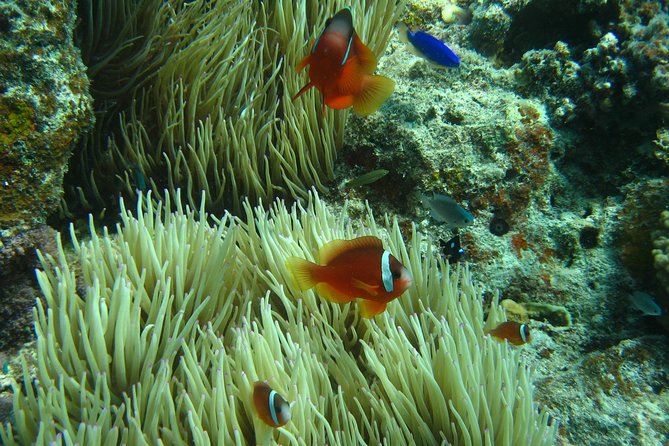 Introductory Scuba Dive Experience and Create Awesome Holiday Memory Moments - Memorable Experiences From Guests