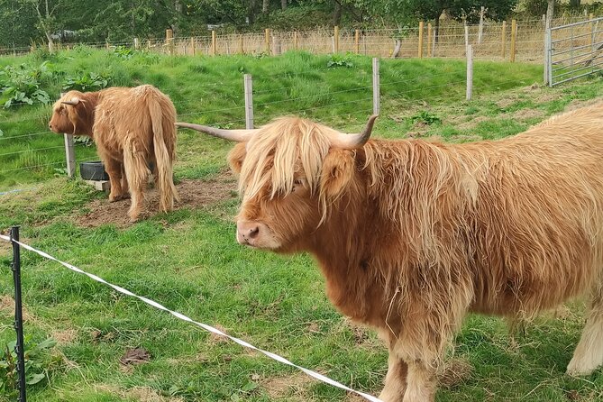 Invergordon Shore Excursion Cawdor Castle & Stones & Culloden - Exploring Cawdor Castle