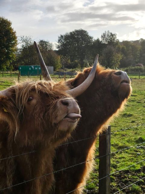 Invergordon Shore Excursion, Culloden Battlefield, Loch Ness - Customer Feedback and Reviews