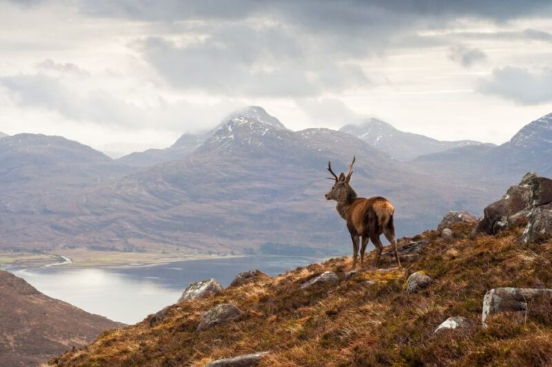 Inverness: Applecross, Loch Carron & Wild Highlands Day Tour - Wildlife Spotting Opportunities