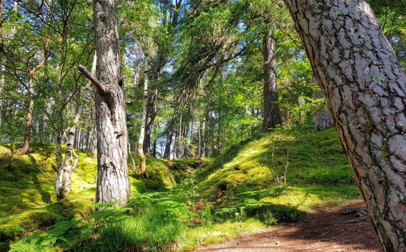 Inverness: Private Secret Hike to the Shores of Loch Ness - Scenic Drive and Foyers Guided Walk