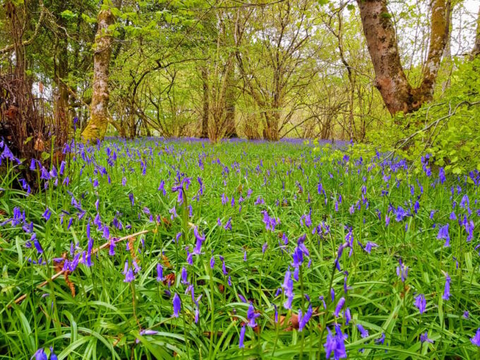 Inverness: Private Secret Hike to the Shores of Loch Ness - Local Baking and Dores Beach Visit