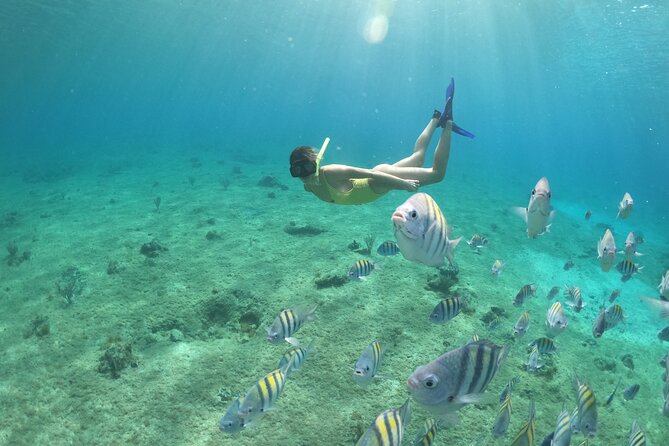 Invisible Boat Snorkeling Adventure in Cozumel - Exploring the Underwater Wonderland