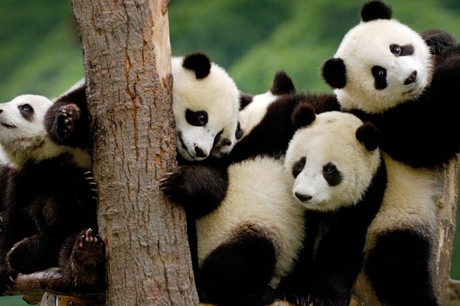 Ipanda,Ichengdu! - Hiking Through the Enchanting Qingcheng Mountains