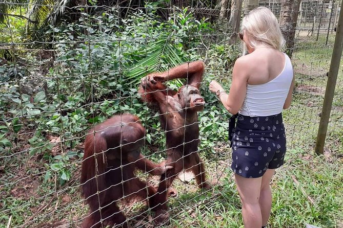 Ipoh & Orang Utan Island Day Tour From Kuala Lumpur - Recommendations and Considerations