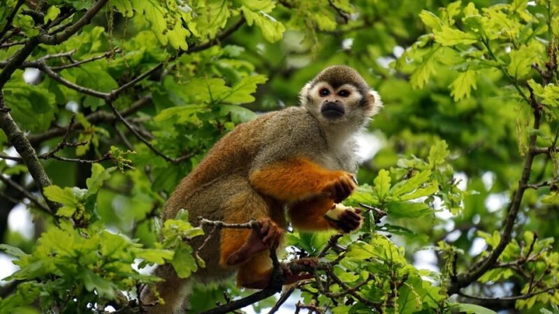Iquitos 2 Days Amazon River : Night Hike + Monkeys : - Overview of the Tour
