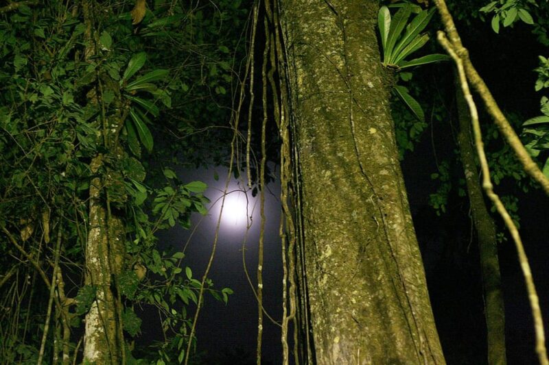 Iquitos 2 Days Amazon River : Night Hike + Monkeys : - Educational Experience