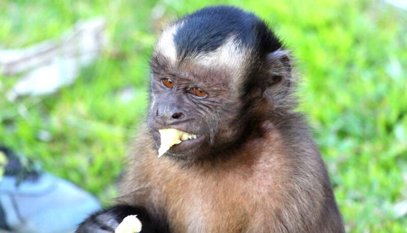 Iquitos: 2 Days and 1 Night Guided Amazon Jungle Tour - Key Points