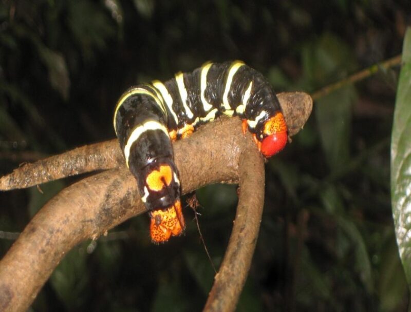 Iquitos: 3-Day Amazon Adventure With Nature and Wildlife - Key Points