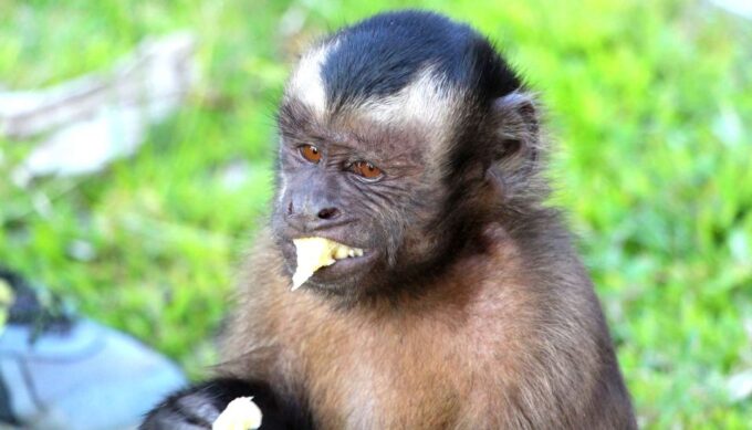 Iquitos: 3 Days and 2 Nights Guided Amazon Jungle Tour - Frequently Asked Questions