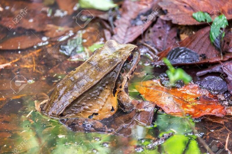 Iquitos 3D |Boat Trips+Piranha Fishing+Nocturnal Excursion| - Itinerary Highlights
