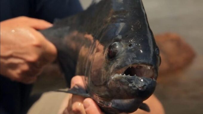 Iquitos 3D |Boat Trips+Piranha Fishing+Nocturnal Excursion| - Frequently Asked Questions
