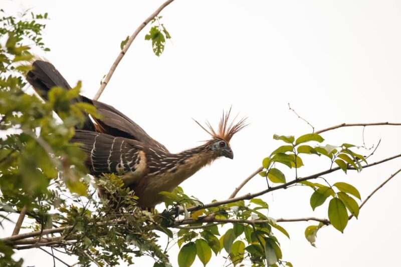 Iquitos: 3d2n Jungle Tour Pacaya Samiria National Reserve - Daily Itinerary