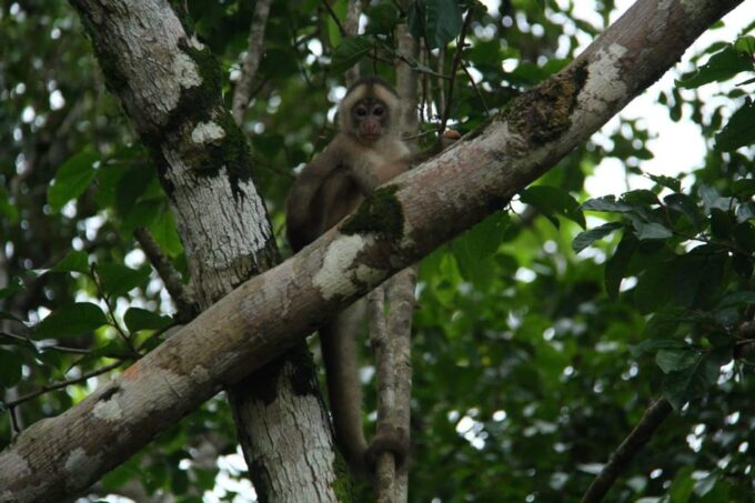 Iquitos: 3d2n Jungle Tour Pacaya Samiria National Reserve - Reputation and Recommendations