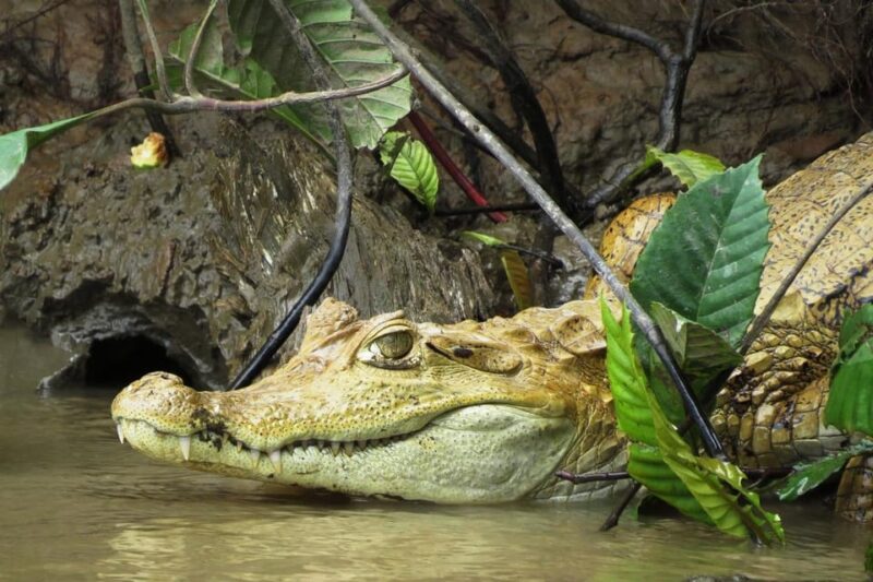 Iquitos 3D:Boat Rides, Piranha Fishing and Night Adventure - Itinerary Highlights