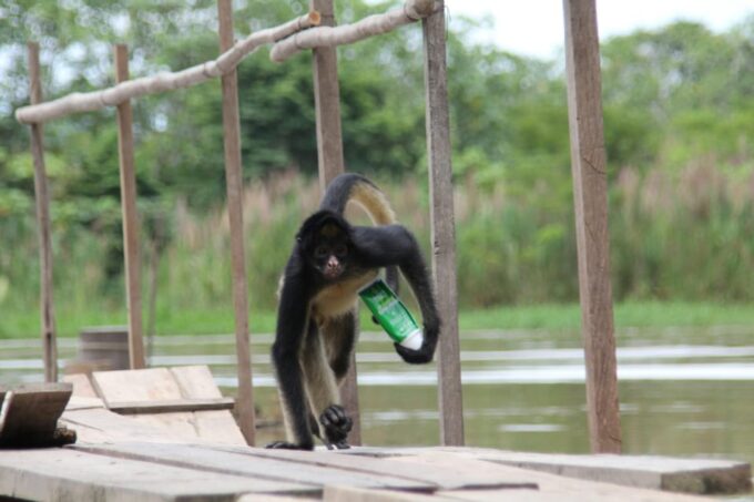 Iquitos: 4-Day Amazon Jungle Tour With Hotel Pickup - Inclusions