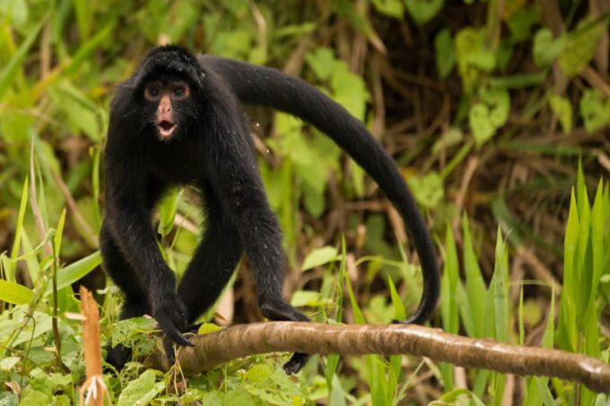 Iquitos: 4d3n Extreme Adventure Jungle Tour - Testimonials