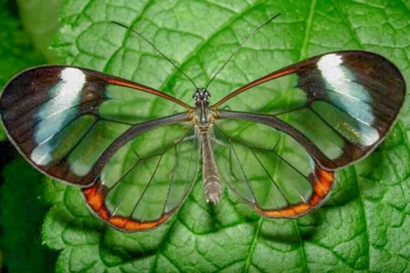Iquitos: 6-Hour Amazon River Tour W/ Belén & Butterfly Farm - Key Points