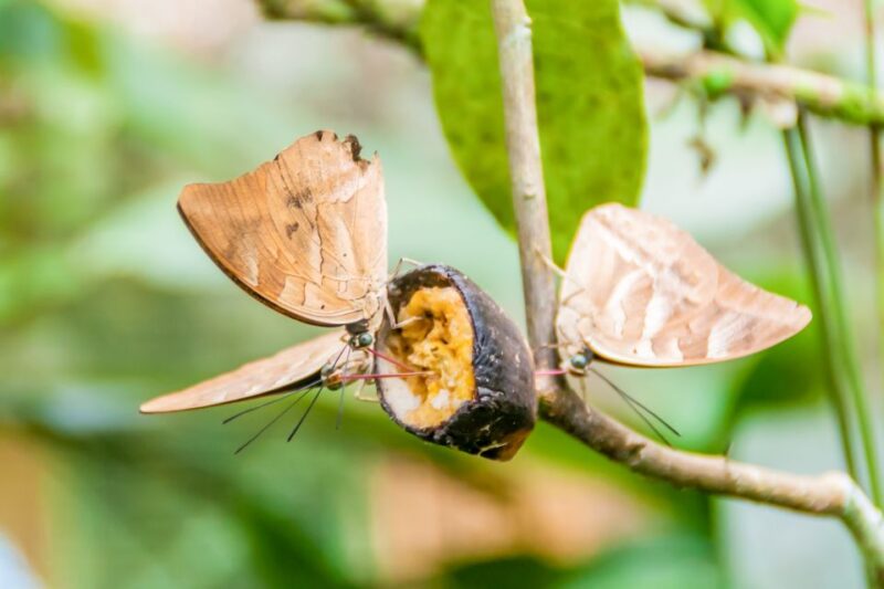 Iquitos: 6-Hour Amazon River Tour W/ Belén & Butterfly Farm - Itinerary Highlights