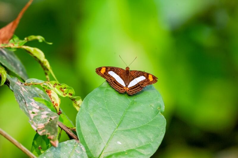 Iquitos: 6-Hour Amazon River Tour W/ Belén & Butterfly Farm - Inclusions