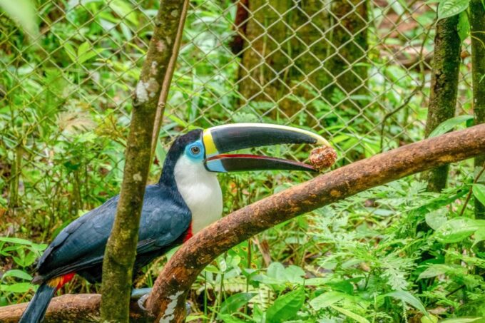 Iquitos: 6-Hour Amazon River Tour W/ Belén & Butterfly Farm - Pickup and Drop-off