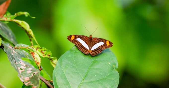 Iquitos: 6-Hour Amazon River Tour W/ Belén & Butterfly Farm - Boat Transportation