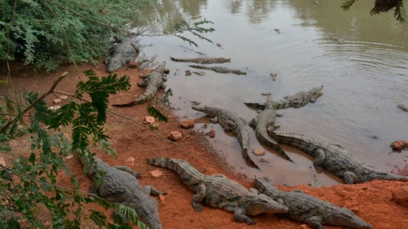 Iquitos: 6-Hour Wonderful Wildlife Guided Tour - Itinerary Highlights