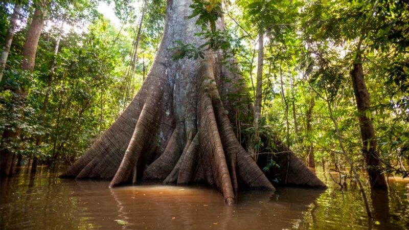 Iquitos: 6-Hour Wonderful Wildlife Guided Tour - Included Services