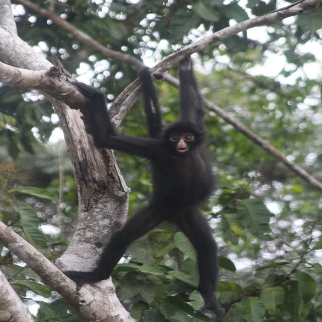 Iquitos: 7-Day Extreme Skill Survival Course - Key Points
